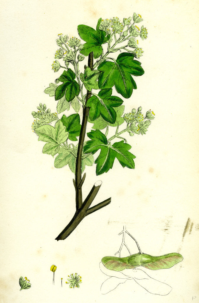 Detail of Acer Campestre Common Maple by Anonymous