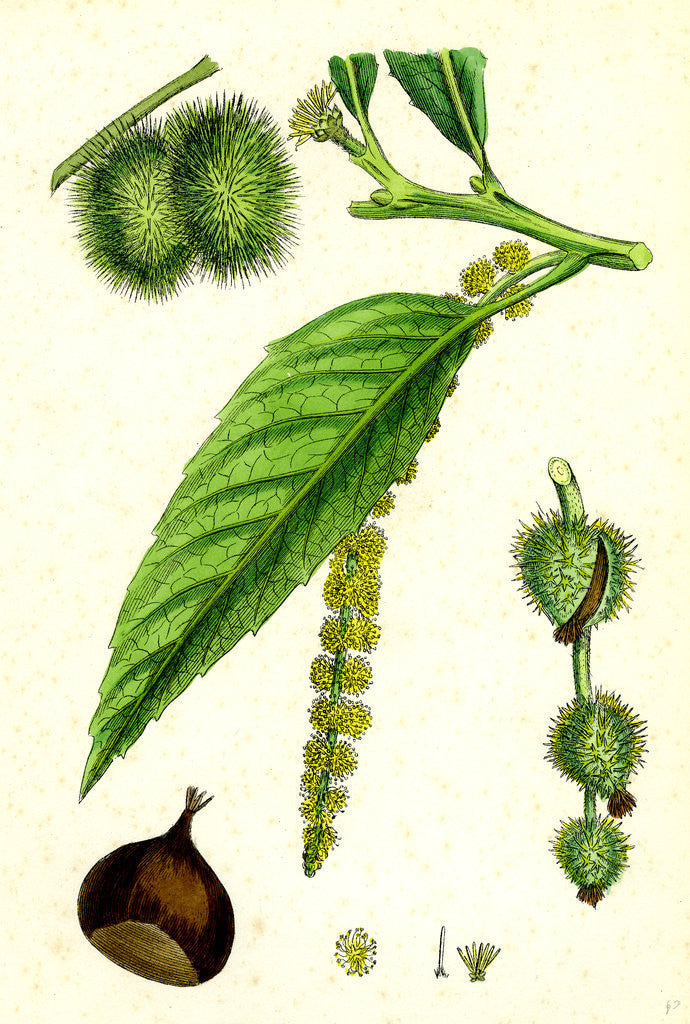 Detail of Castanea Vulgaris Sweet Chestnut by Anonymous