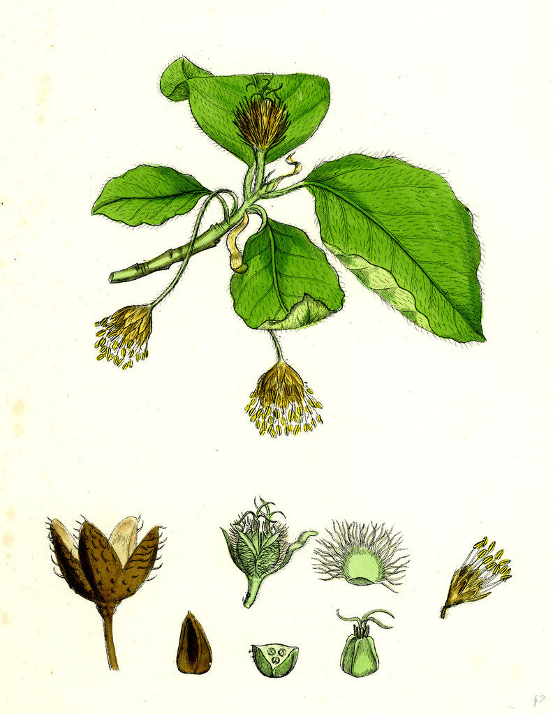 Detail of Fagus Sylvatica Common Beech by Anonymous