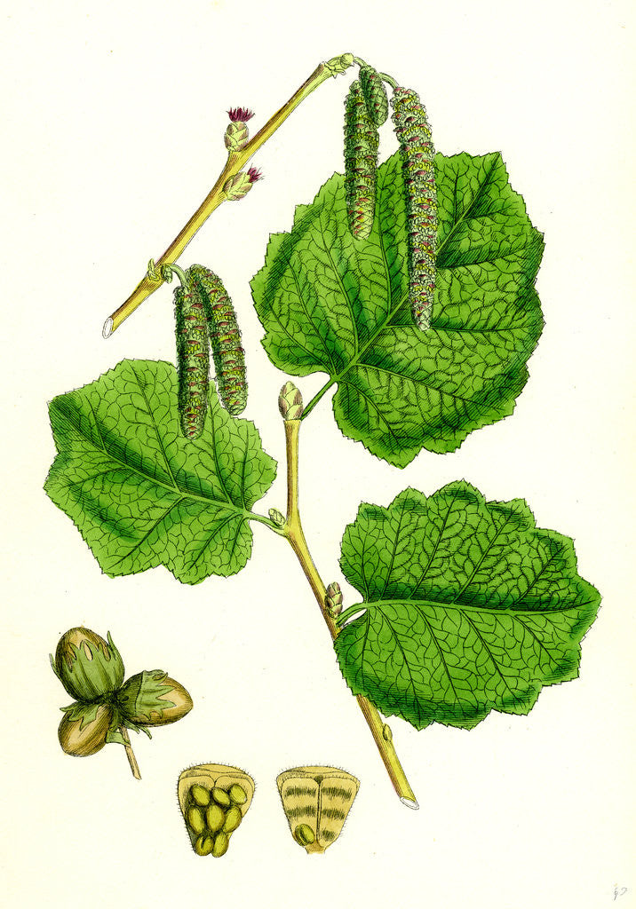 Detail of Corylus Avellana Hazel by Anonymous