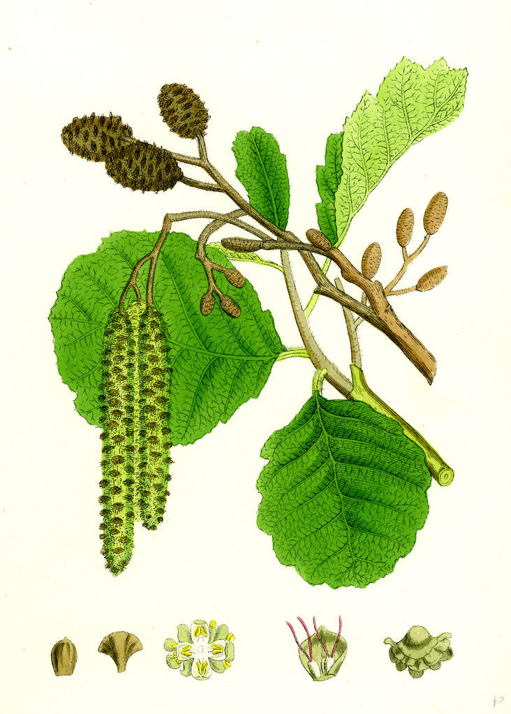 Detail of Alnus Glutinosa Common Alder by Anonymous
