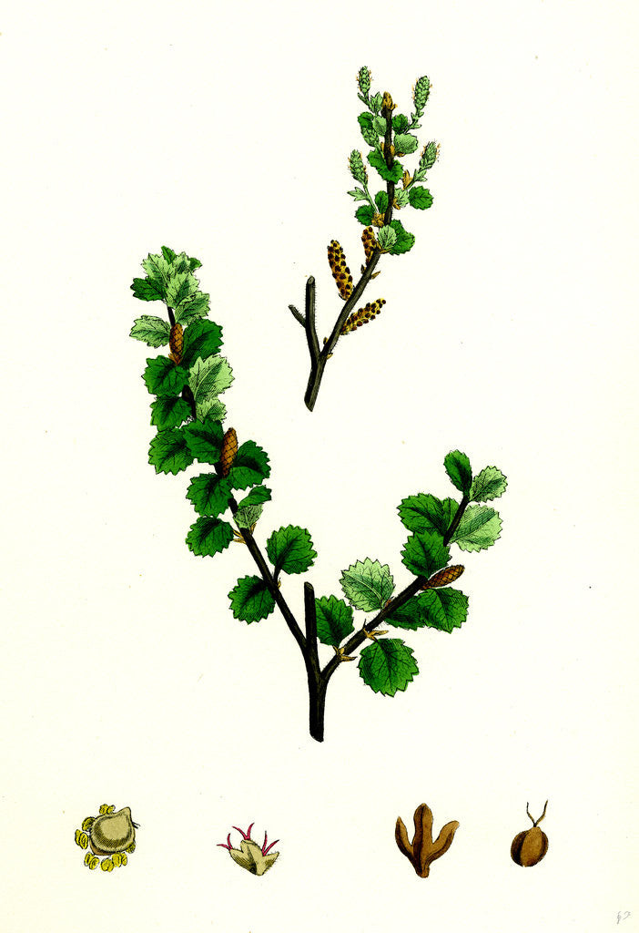 Detail of Betula Nana Dwarf Birch by Anonymous