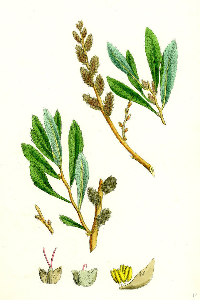 Detail of Myrica Gale Bog-Myrtle by Anonymous
