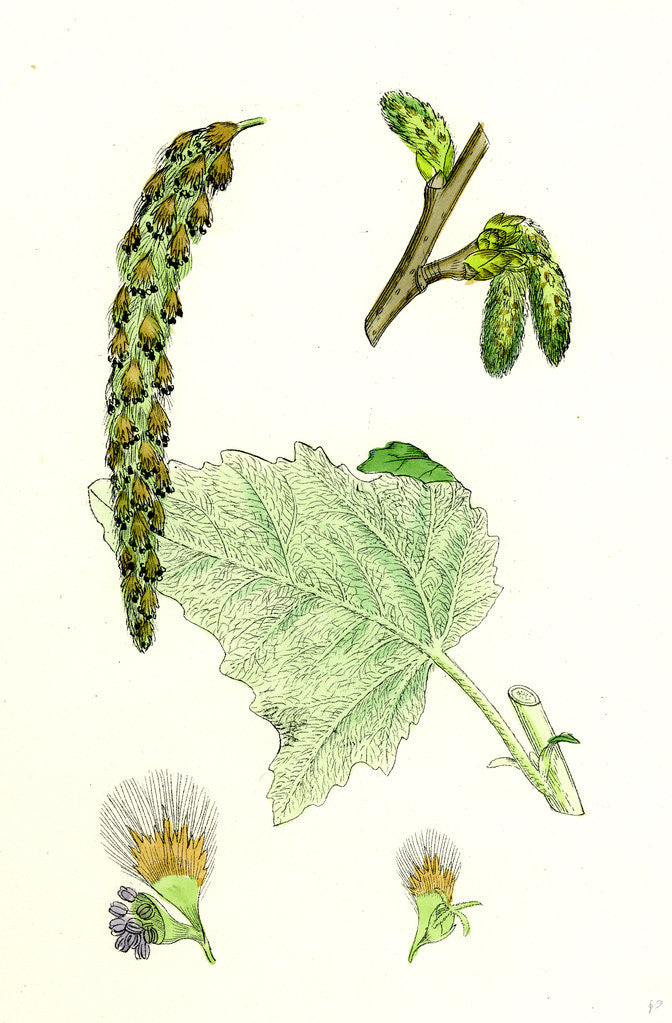 Detail of Populus Eu-Alba White Poplar by Anonymous