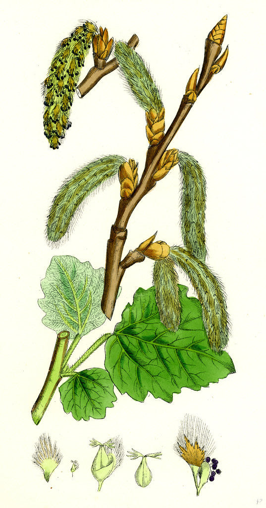 Detail of Populus Canescens Gray Poplar by Anonymous