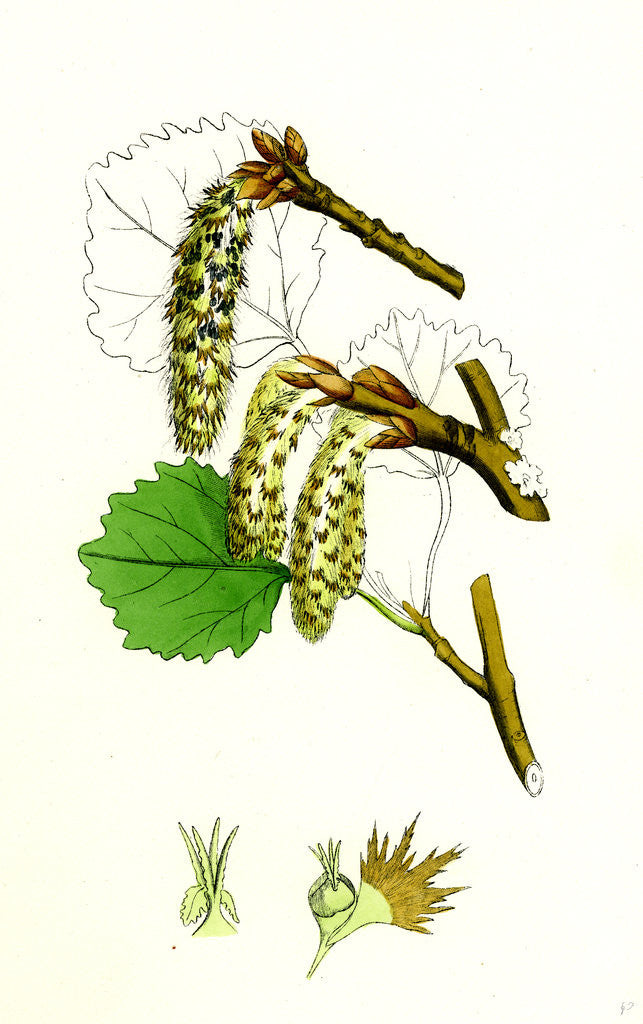 Detail of Populus Tremula Aspen by Anonymous