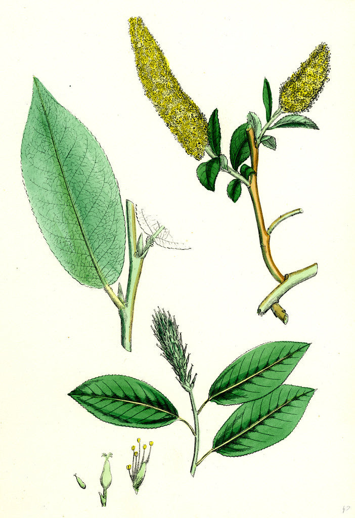 Detail of Salix Pentandra Bay-Leaved Willow by Anonymous