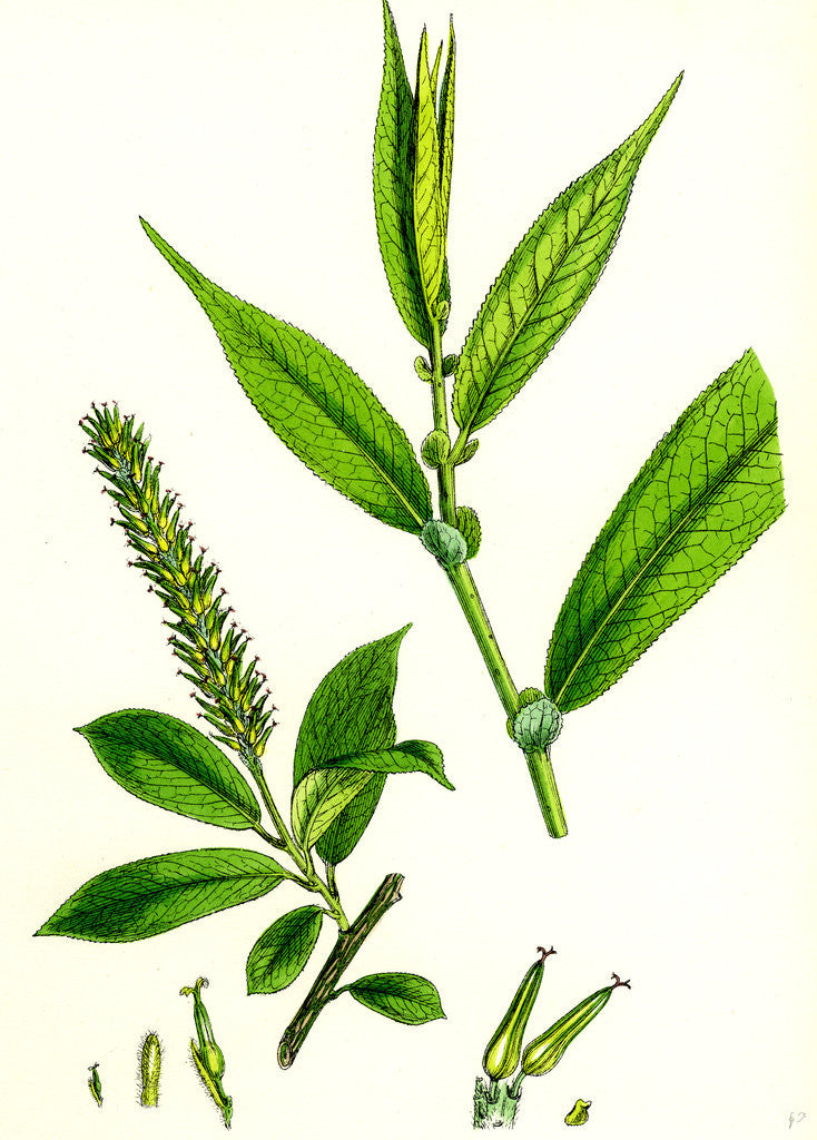 Detail of Salix Cuspidata Foemina Pointed-Leaved Willow Female by Anonymous
