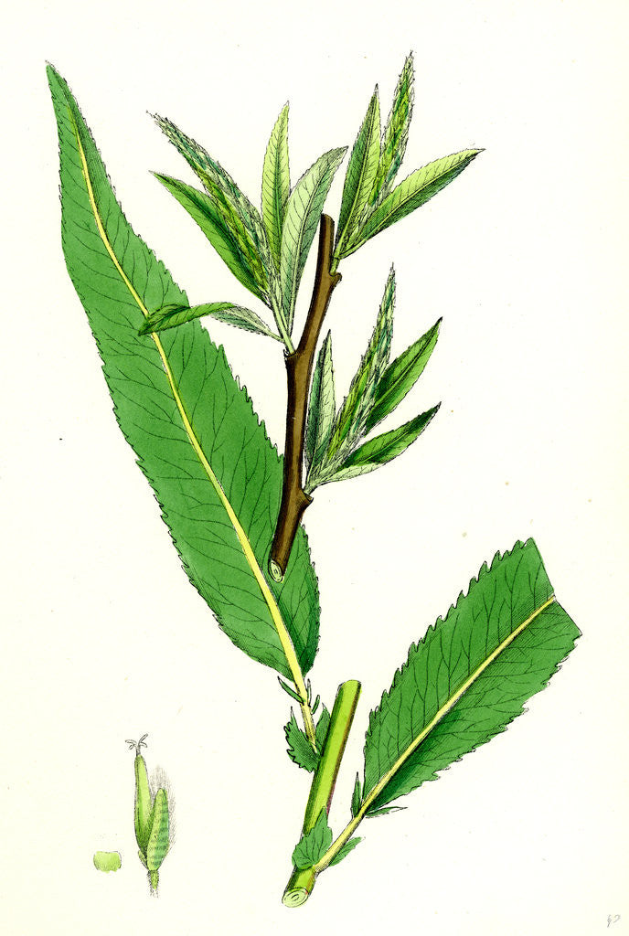 Detail of Salix Viridis Bedford Willow by Anonymous