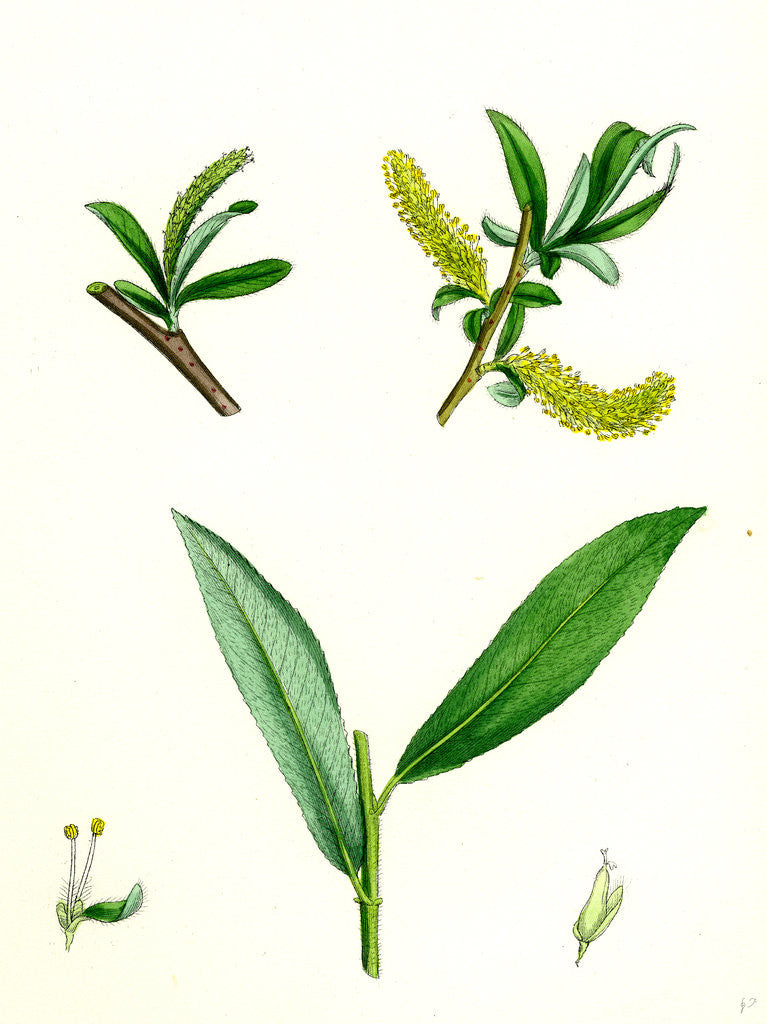 Detail of Salix Alba Var. Genuina White Willow by Anonymous