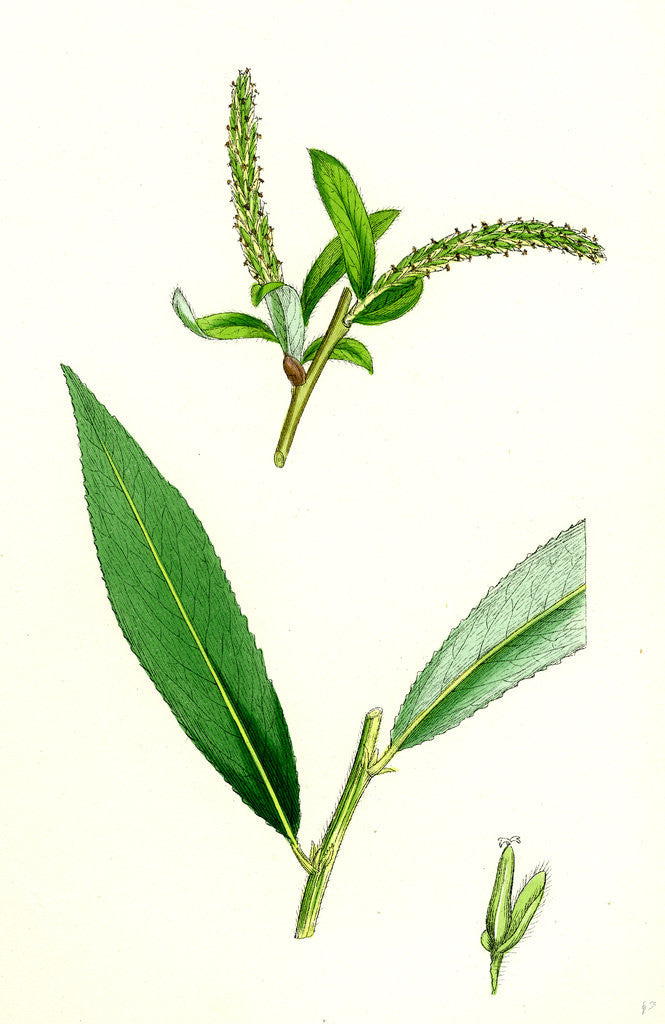 Detail of Salix Alba Var. Coerulea Blue Willow by Anonymous
