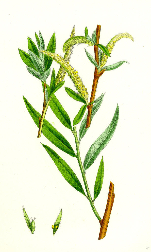 Detail of Salix Alba Var. Vitellina Golden Willow by Anonymous
