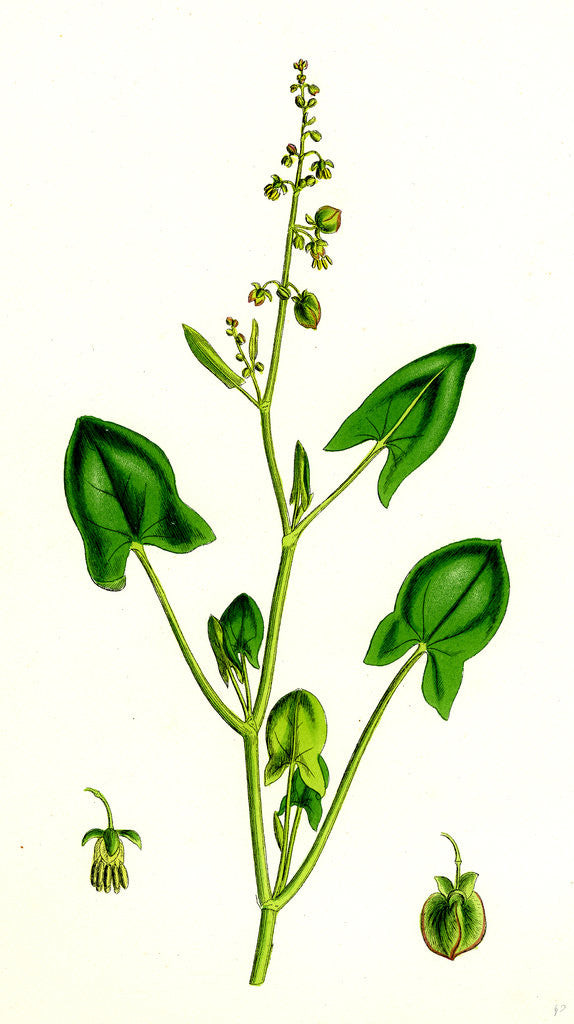 Detail of Rumex Scutatus French Sorrel by Anonymous