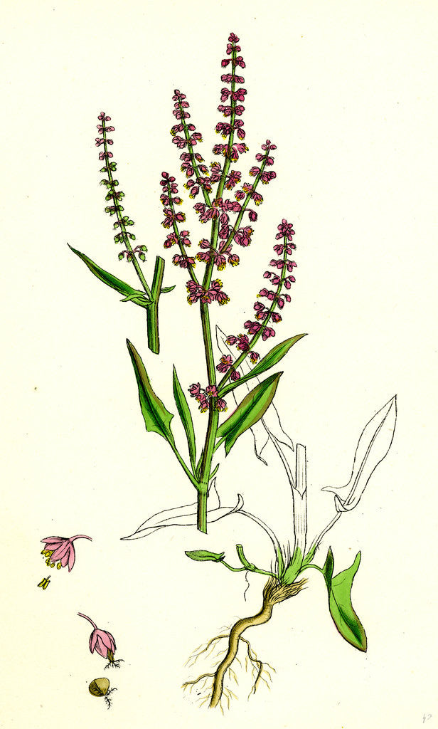 Detail of Rumex Acetosella Sheep's Sorrel by Anonymous