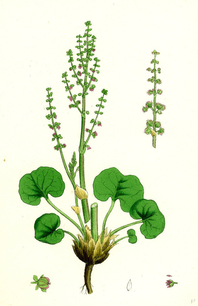 Detail of Oxyria Reniformis Kidney-Shaped Mountain Sorrel by Anonymous