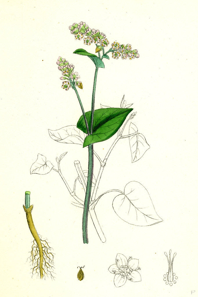 Detail of Polygonum Fagopyrum Common Buckwheat by Anonymous