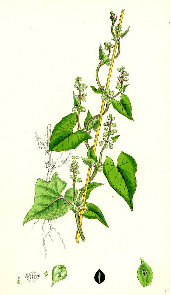 Detail of Polygonum Convolvulus Climbing Buckwheat by Anonymous