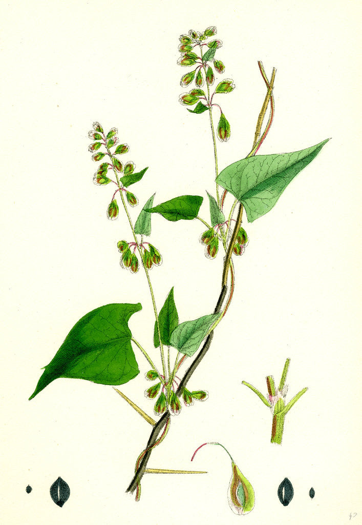 Detail of Polygonum Dumetorum Copse Buckwheat by Anonymous