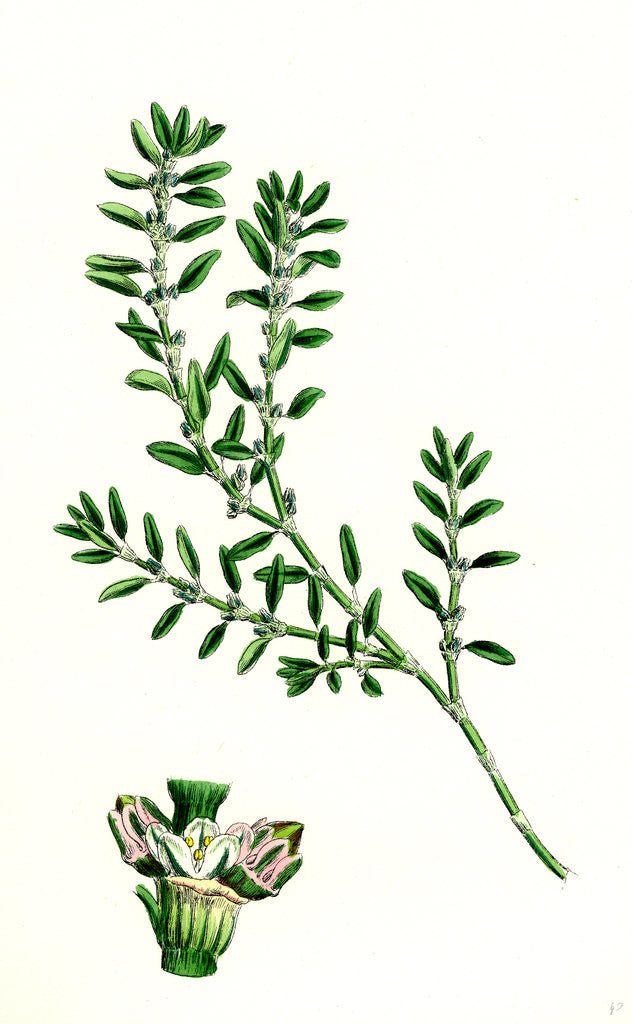 Detail of Polygonum Aviculare Arenastrum Common Knot-Grass by Anonymous