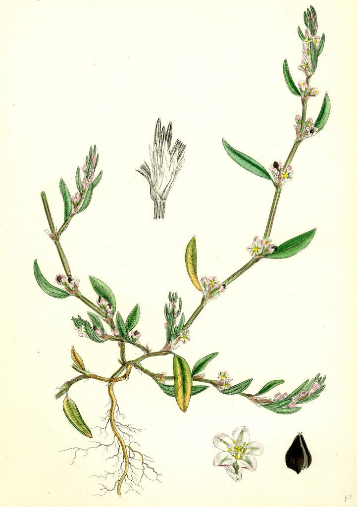 Detail of Polygonum Raii Ray's Knot-Grass by Anonymous