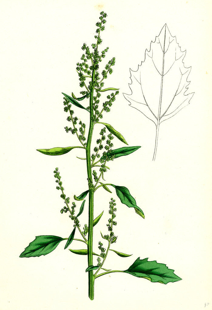 Detail of Chenopodium Album Var. Paganum Green Goosefoot Var. B. by Anonymous
