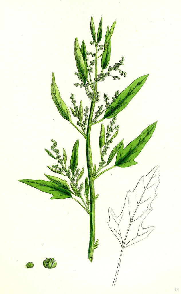 Detail of Chenopodium Ficifolium Fig-Leaved Goosefoot by Anonymous