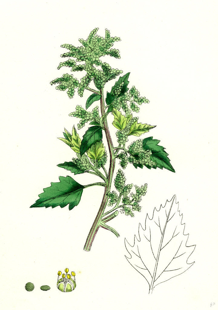 Detail of Chenopodium Murale Nettle-Leaved Goosefoot by Anonymous
