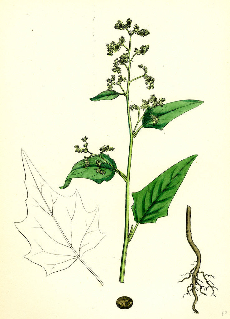 Detail of Chenopodium Hybridum Maple-Leaved Goosefoot by Anonymous