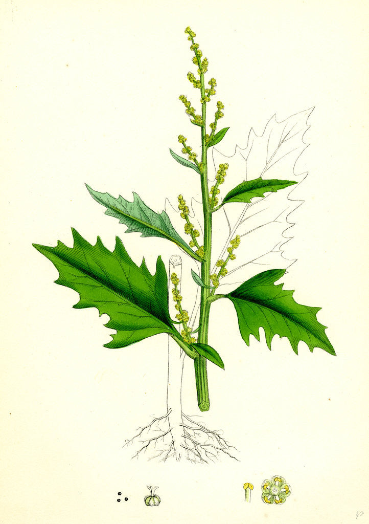 Detail of Chenopodium Urbicum Upright Goosefoot by Anonymous