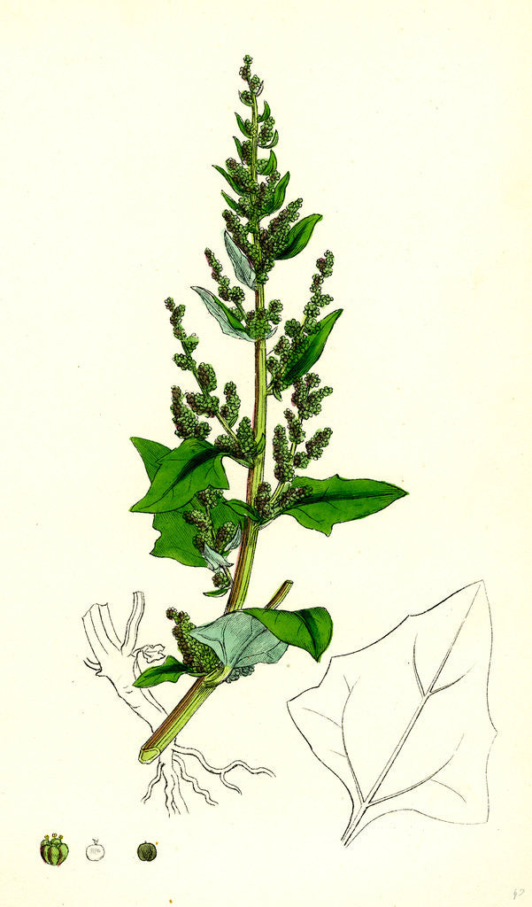 Detail of Chenopodium Botryoides Many-Clustered Goosefoot by Anonymous
