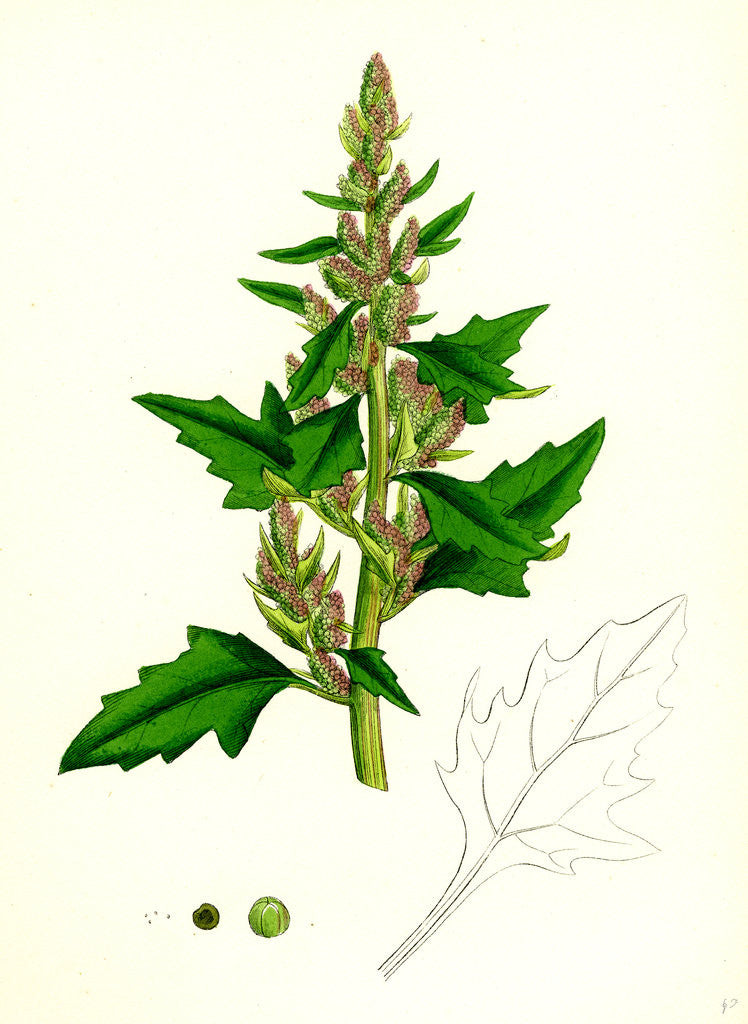 Detail of Chenopodium Eu-Rubrum Var. Genuinum Red Goosefoot Var. A. by Anonymous