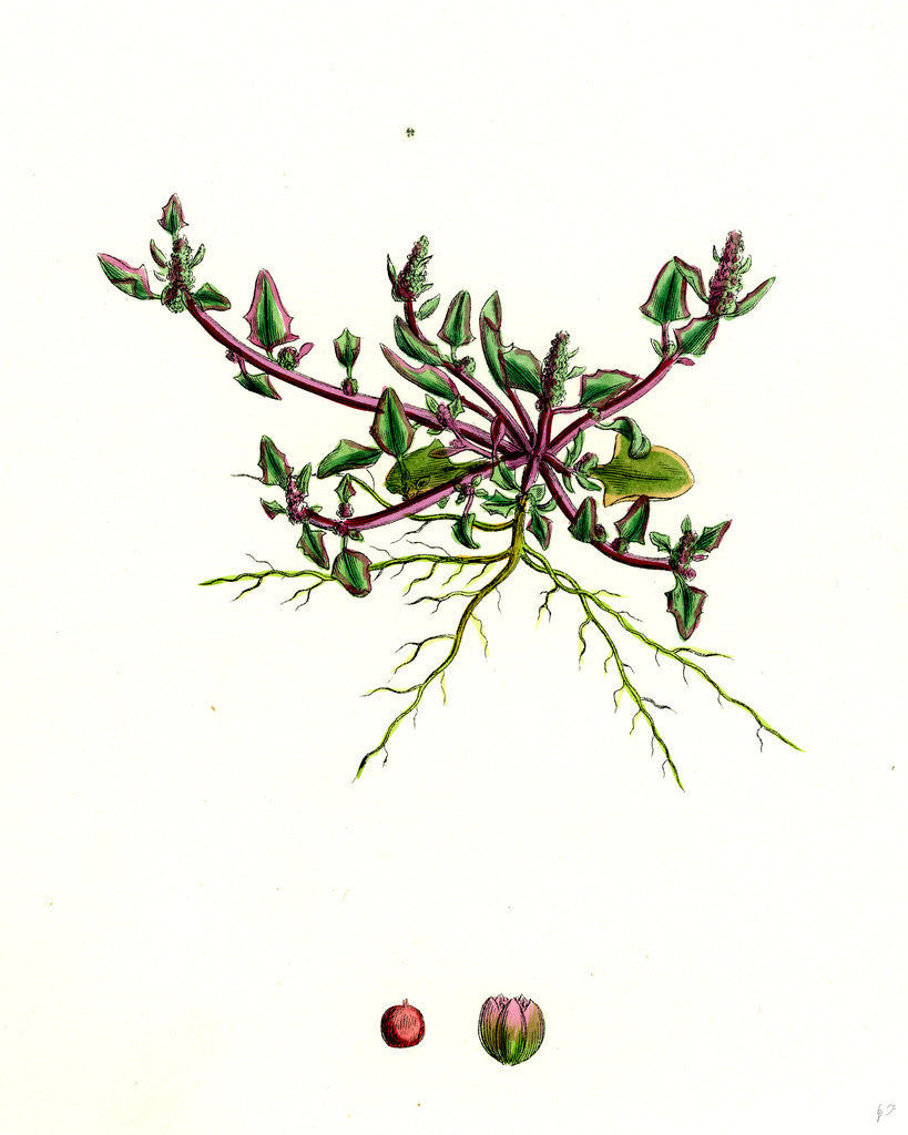 Detail of Chenopodium Eu-Rubrum Var. Pseudo-Botryoides Red Goosefoot Var. B. by Anonymous
