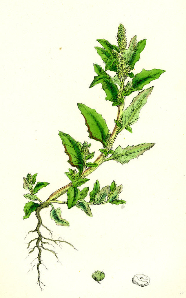 Detail of Chenopodium Glaucum Oak-Leaved Goosefoot by Anonymous