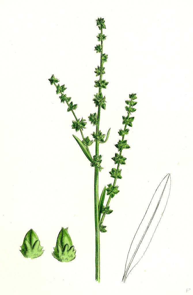 Detail of Atriplex Littoralis Var. Genuina Grass-Leaved Sea Orache Var. A. by Anonymous