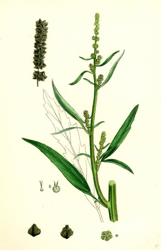 Detail of Atriplex Littoralis Var. Marina Grass-Leaved Sea Orache Var. B. by Anonymous