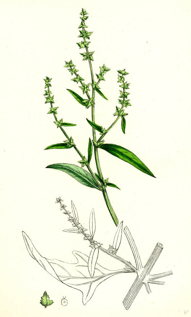 Detail of Atriplex Patula Var. Angustifolia Narrow-Leaved Orache Var. A. by Anonymous