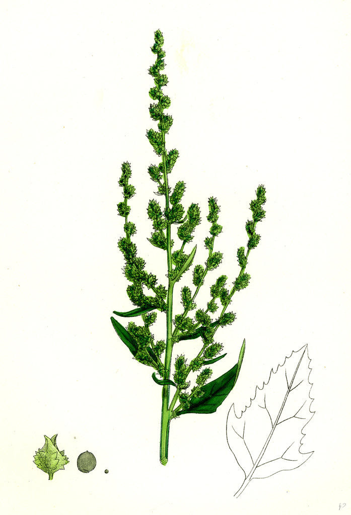 Detail of Atriplex Patula Var. Erecta Narrow-Leaved Orache Var. Y. by Anonymous
