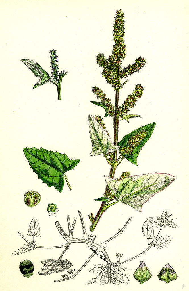 Detail of Atriplex Deltoidea Triangular-Leaved Orache by Anonymous