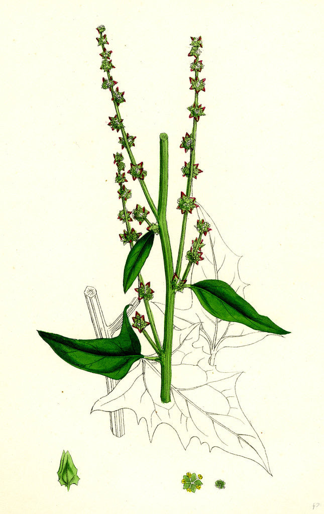 Detail of Atriplex Smithii Smith's Orache by Anonymous