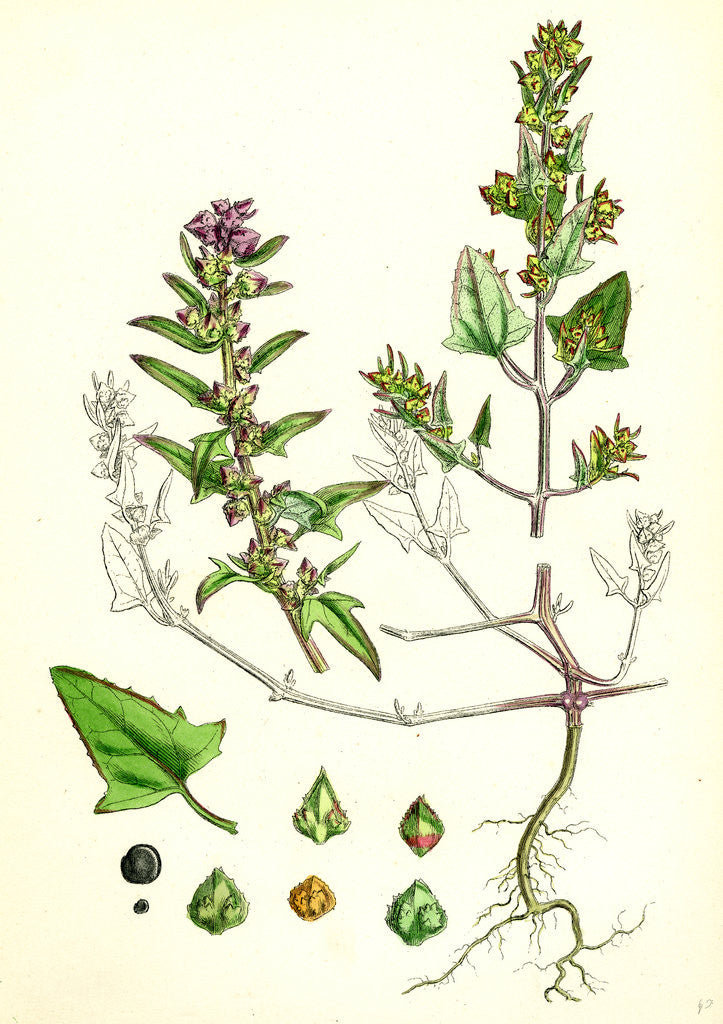 Detail of Atriplex Babingtonii Babington's Orache by Anonymous