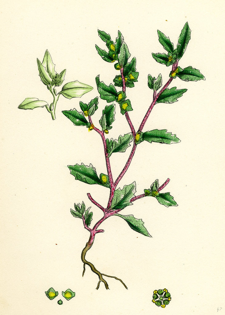 Detail of Atriplex Arenaria Frosted Sea Orache by Anonymous