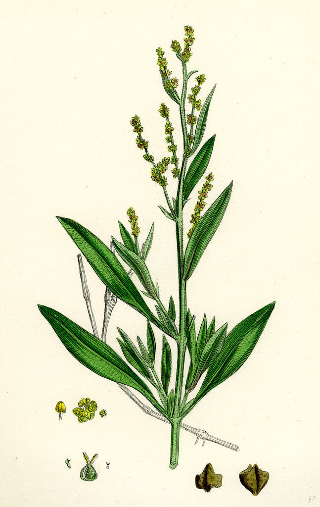 Detail of Atriplex Portulacoides Sea Purslane by Anonymous