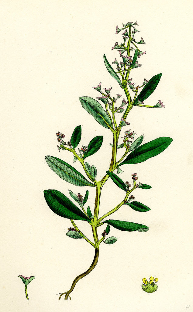 Detail of Atriplex Pedunculata Stalked-Fruited Sea Orache by Anonymous