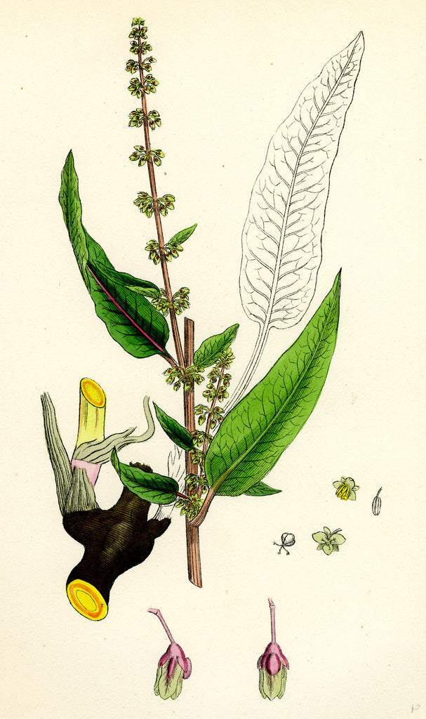 Detail of Rumex Sanguineus Bloody-Veined Dock by Anonymous