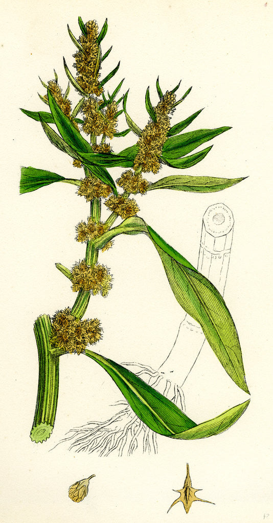 Detail of Rumex Maritimus Golden Dock by Anonymous