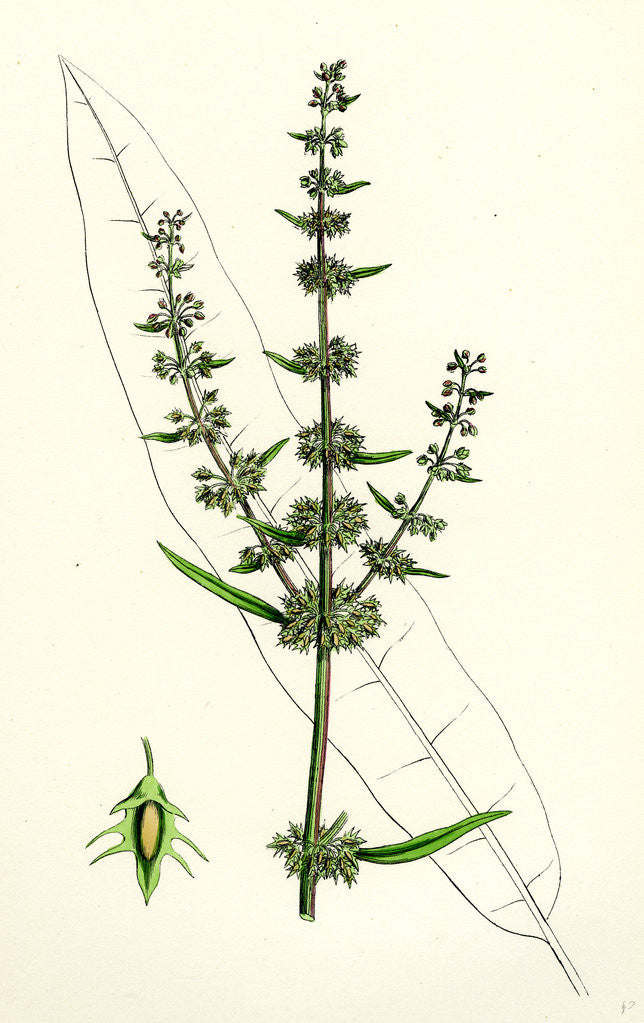 Detail of Rumex Palustris Yellow Marsh Dock by Anonymous
