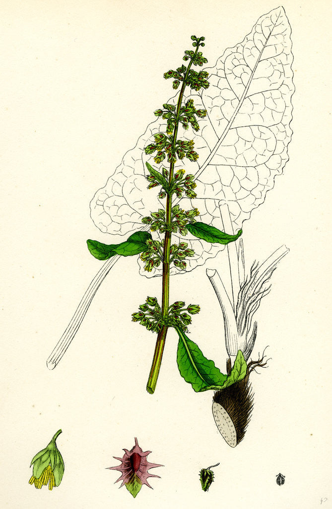 Detail of Rumex Obtusifolius Broad-Leaved Dock by Anonymous