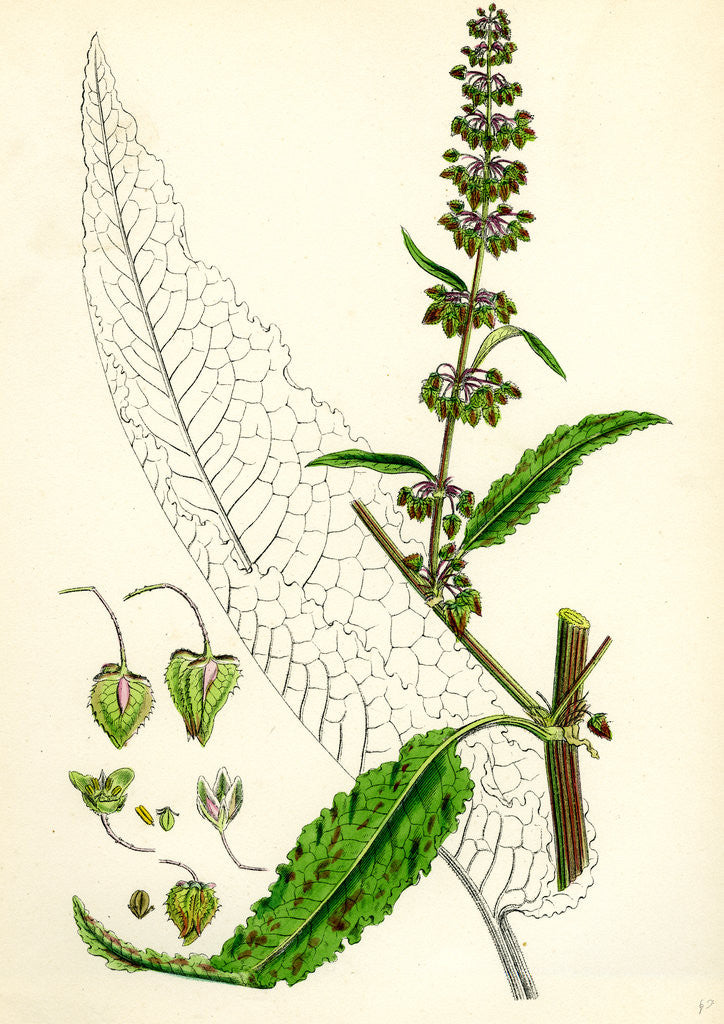 Detail of Rumex Pratensis Meadow Dock by Anonymous