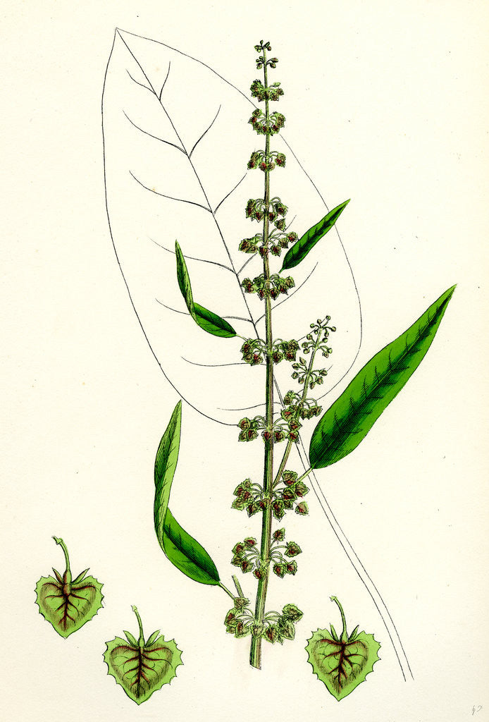 Detail of Rumex Conspersus Hartman's Dock by Anonymous