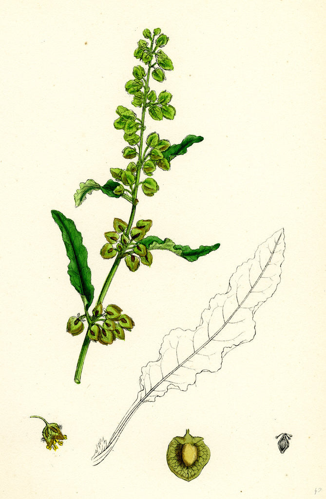 Detail of Rumex Crispus Curled Dock by Anonymous